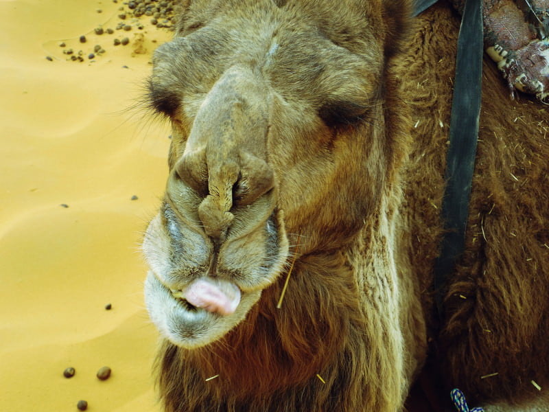 sahara1